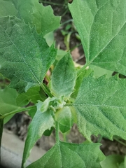 Chenopodium album