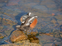 Histrionicus histrionicus