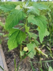Chenopodium album