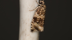 Syricoris