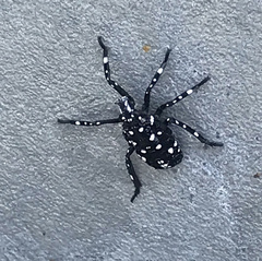 Lycorma delicatula
