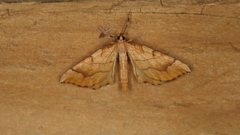 Eulithis mellinata