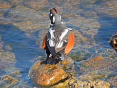 Histrionicus histrionicus