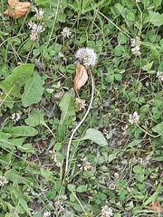 Taraxacum officinale