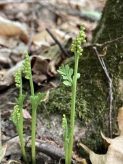 Botrychium matricariifolium
