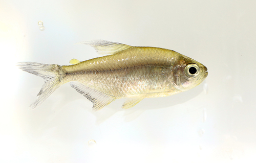 Panama tetra (Hyphessobrycon panamensis) — Characidae — 5