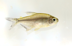 Hyphessobrycon panamensis