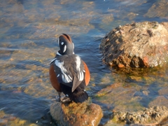 Histrionicus histrionicus