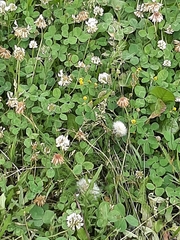 Trifolium repens