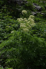 Molopospermum peloponnesiacum