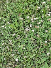 Trifolium repens