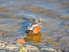 Histrionicus histrionicus