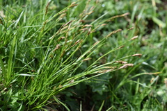 Carex sempervirens