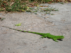 Iguana iguana