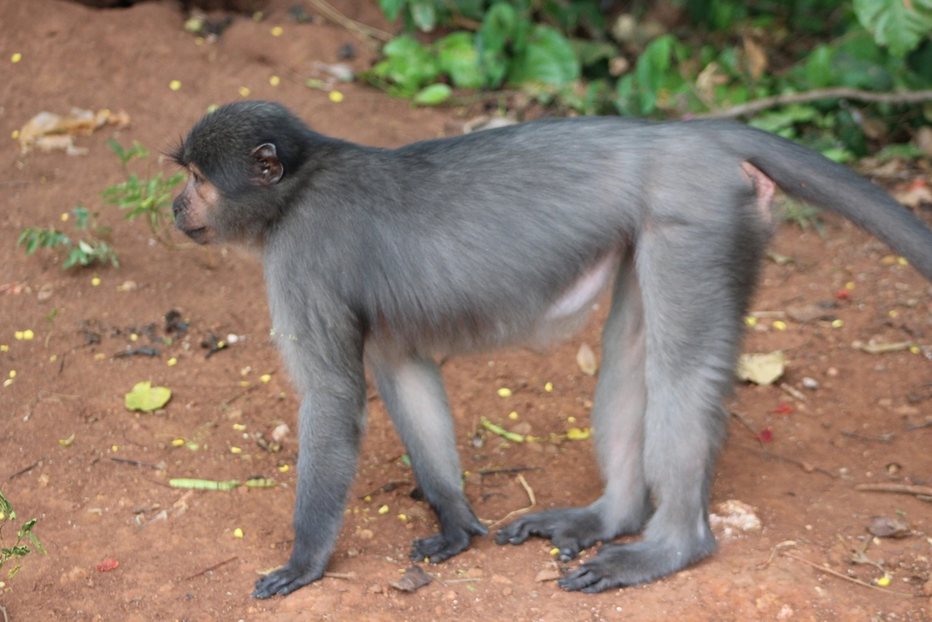 Sooty Mangabey