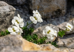 Arabis pumila