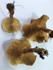 Paxillus cuprinus