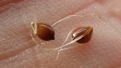 Bolboschoenus glaucus