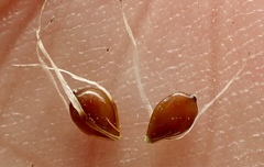 Bolboschoenus glaucus