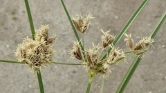 Bolboschoenus glaucus