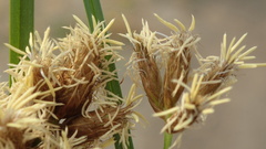 Bolboschoenus glaucus