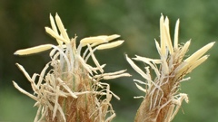 Bolboschoenus glaucus