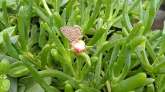 Leptotes trigemmatus