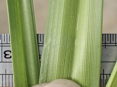 Bolboschoenus glaucus