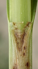 Bolboschoenus glaucus
