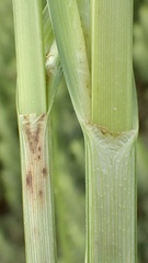 Bolboschoenus glaucus