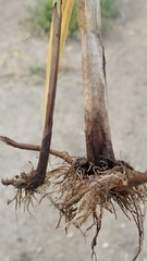 Bolboschoenus glaucus