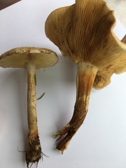 Paxillus cuprinus