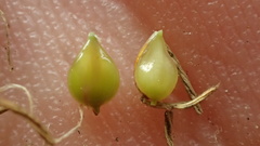 Bolboschoenus glaucus