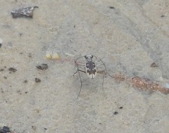 Ellipsoptera wapleri