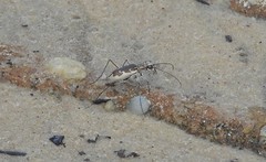 Ellipsoptera wapleri