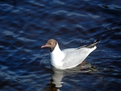 Chroicocephalus ridibundus