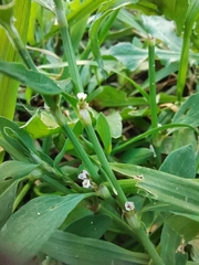 Polygonum aviculare