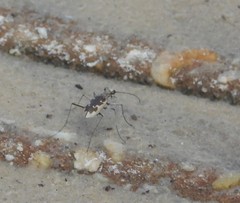 Ellipsoptera wapleri