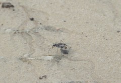 Ellipsoptera wapleri