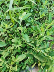 Polygonum aviculare