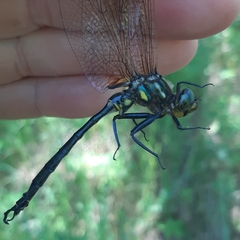 Somatochlora hineana
