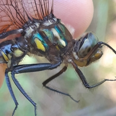 Somatochlora hineana