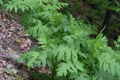 Cirsium alsophilum