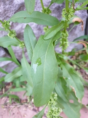 Rumex japonicus
