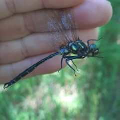 Somatochlora hineana