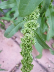 Rumex japonicus
