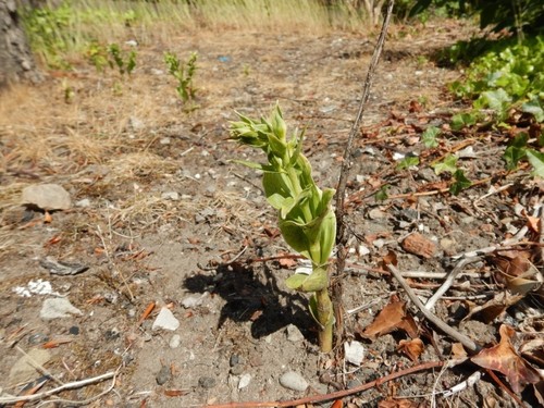 Image of Epipactis phyllanthes by no rights reserved