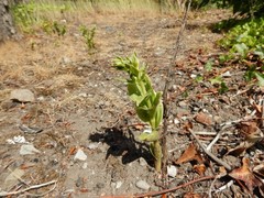 Epipactis phyllanthes