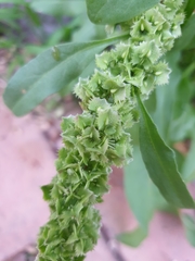Rumex japonicus