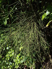 Carmichaelia odorata